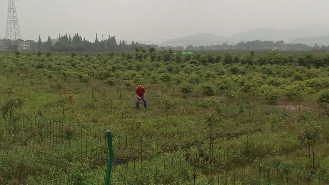 董红卫却相信自己种植龙脑樟树这一步棋绝对没有下错,原来有一次