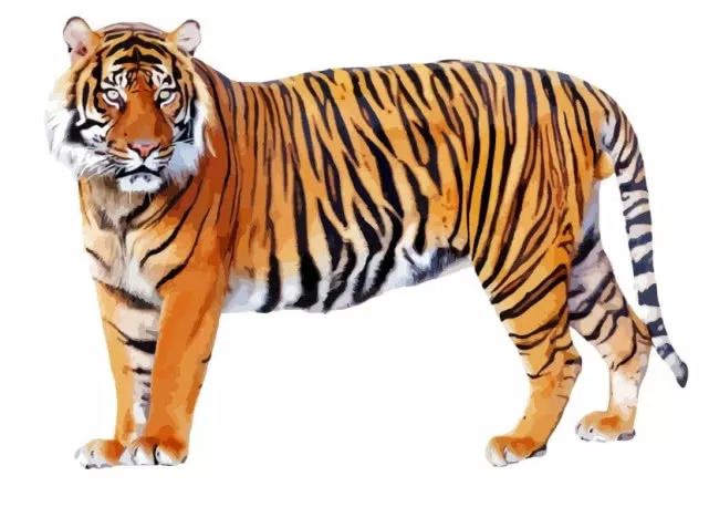 老虎为什么穿一身显眼的橙色"外套