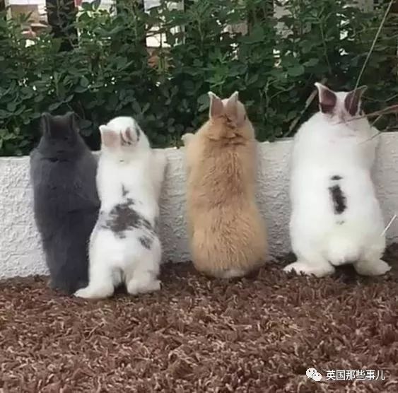 这一个个萌skr的小背影