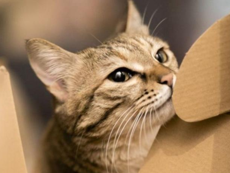 怎么画一只猫的脸 3bf478aab5714933b4c36ee5406339bb.png