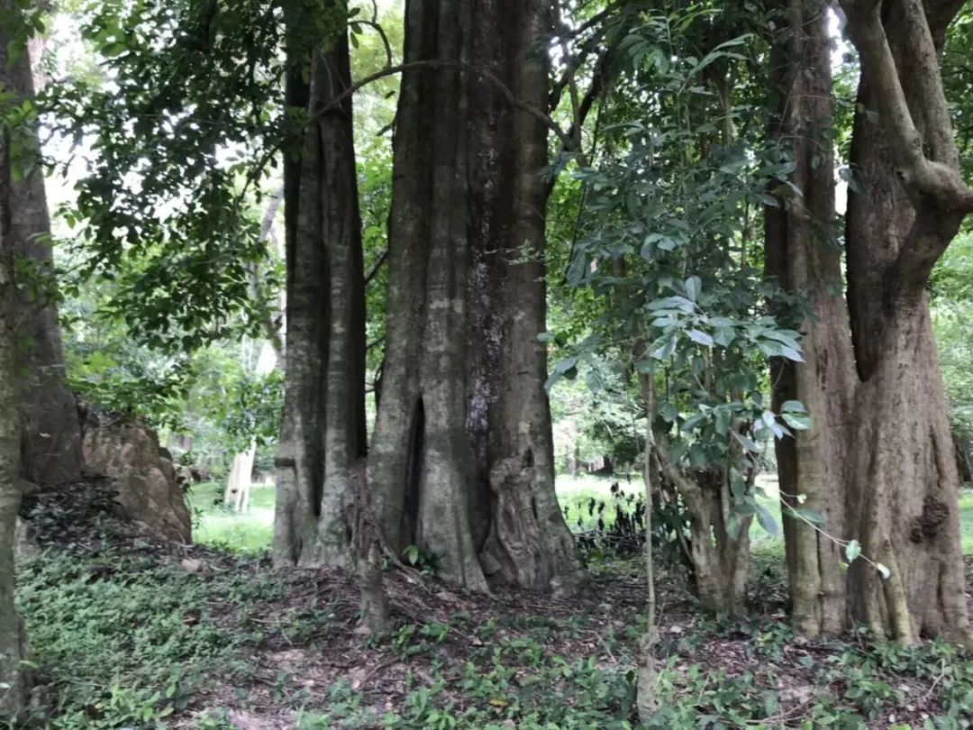 不受伤不成仁,近距离探秘沉香树结香过程!