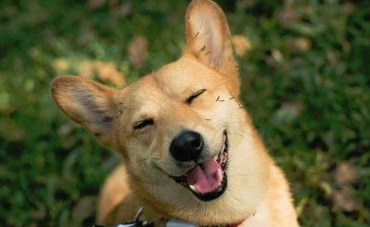 狗为啥不能吃剩饭剩菜 3cb42a2ff127455e9e43b446d1efa823.jpeg