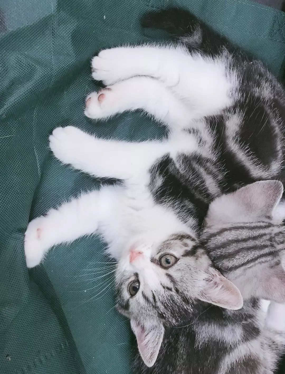 猫的品种大全布偶 3d7885e87fd645be9882c15b64e63907.jpeg