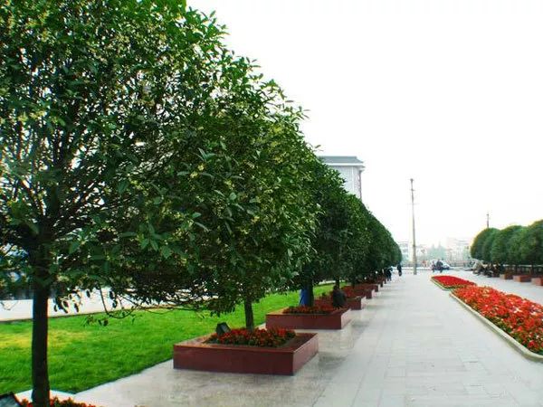 十里桂花香城市行道树树种的首选桂花