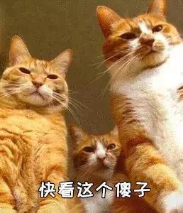 猫咪怎么养才会很粘人 53a72249ba8a4ca6834a09d057db02df.jpeg