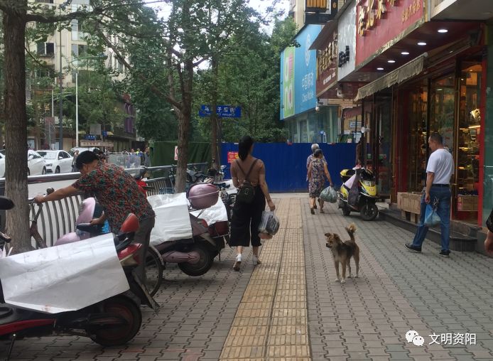 【文明随手拍】第十七期:遛狗牵绳粪便收走,文