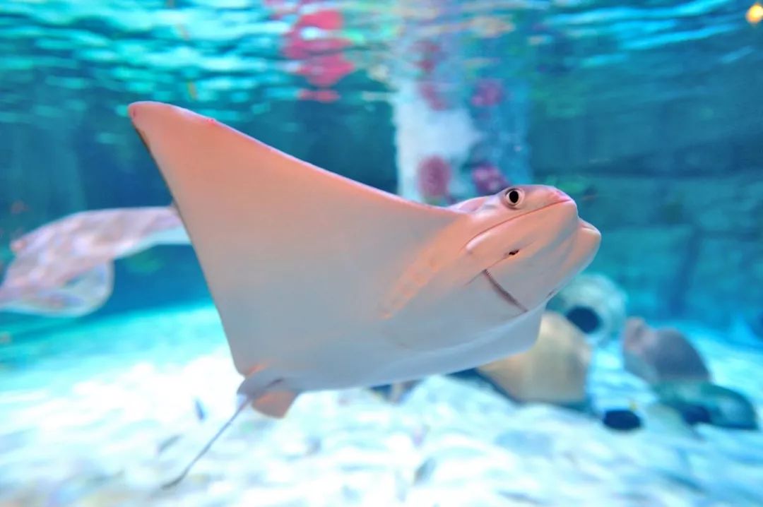 夏日里的一抹蓝,超梦幻避暑游玩地!沈阳海洋探