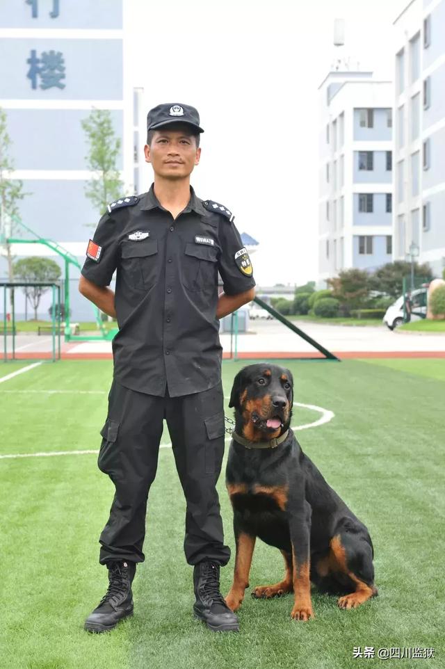 帅气的警犬来qioqio有多厉害