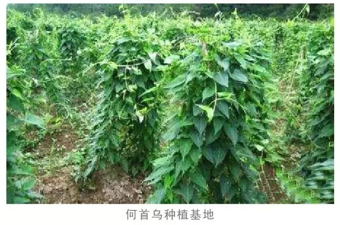 36万亩,品种以巴戟天,何首乌,肉桂和广佛手四大南药为主.