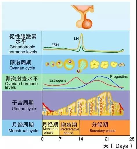 月经的原理什么_不来月经吃什么药(2)