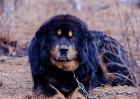 世界上最护主的狗狗排行榜 藏獒第二 第一可以保护主人不要命 这就是买卖