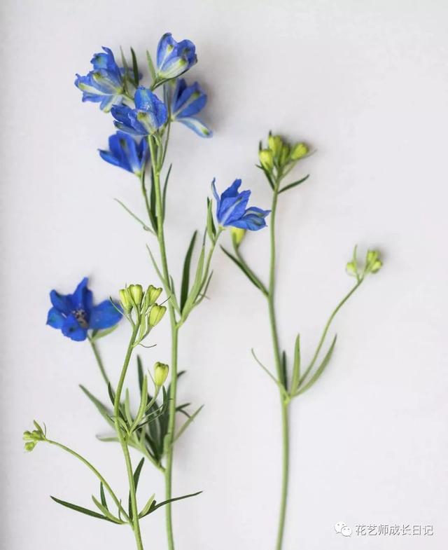 大飞燕 | dior的最爱花材,干净的淡蓝色一定是夏天的颜色