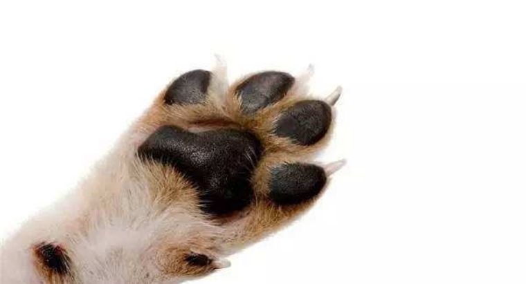 每天都会和狗子握手的铲屎官,最容易忽略的竟然是狗狗爪子的疾病!