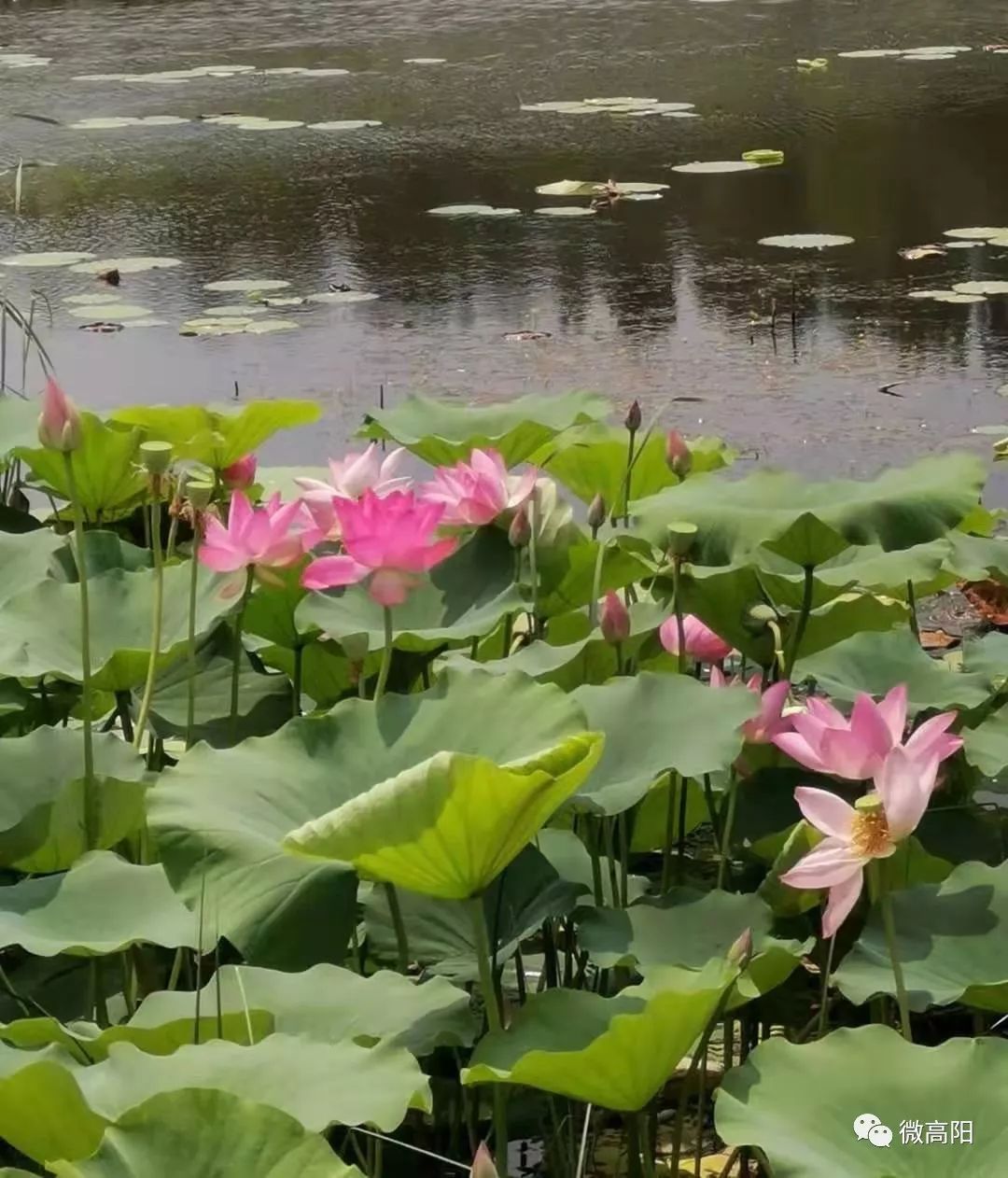 《七月荷花—寇鸿烈七月骄阳荷池塘,层叠浮叶露花莲.