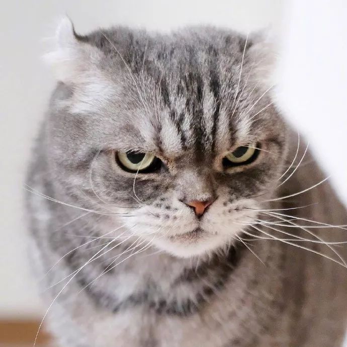看了这只猫的眼睛,我想跪下来喊大哥.