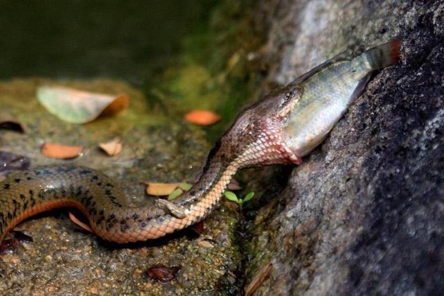 家里的鱼塘里有很多水蛇,水蛇吃鱼,有办法赶走