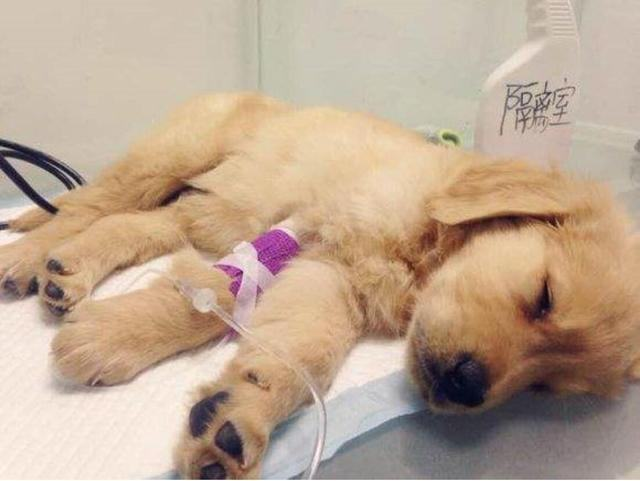 猫狗输液漏液不用管宠物医生告诉你漏液的危害有多可怕