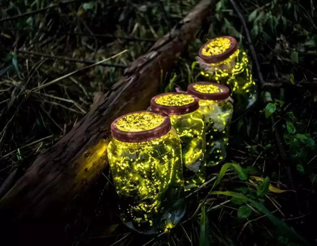 Fireflies In A Jar Wallpaper