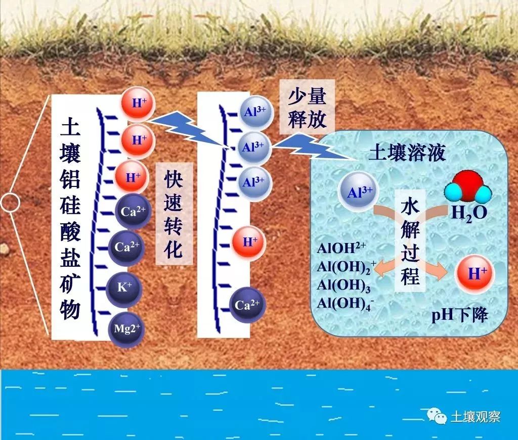 土壤酸化后大量酸累积在土壤固相部分,中和这部分酸比中和溶液中的