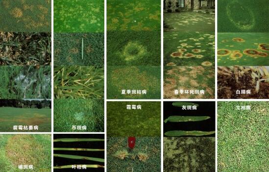 草坪常见的病害简介以及防治技术