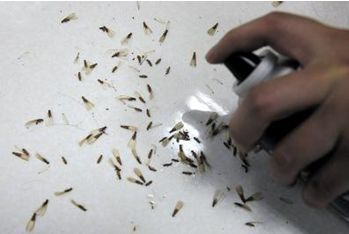 夏季蚊虫叮咬 驱蚊方法 驱蚊产品_诱杀蚊子