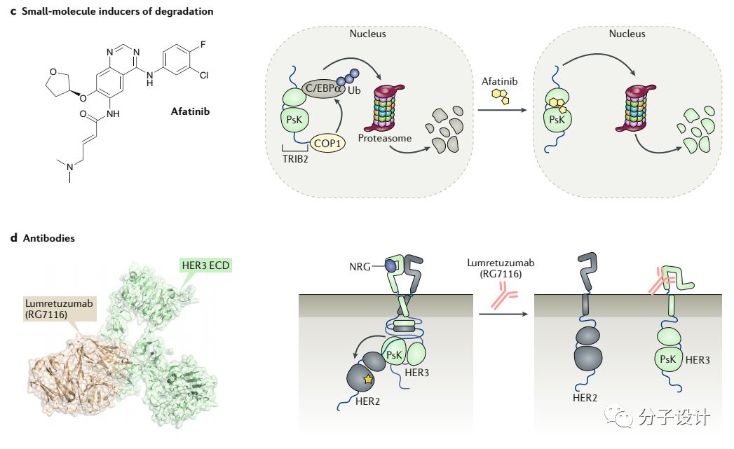 假激酶类新靶标的药物发现前景