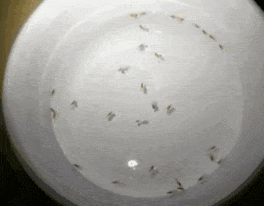 夏季蚊虫叮咬 驱蚊方法 驱蚊产品_诱杀蚊子
