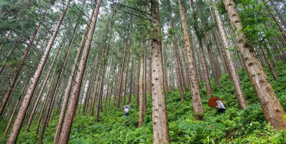 福建省地方标准主要树种二元立木材积表解读