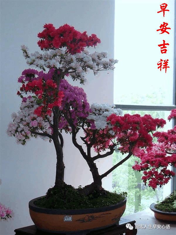 717星期三《早安心语》∮