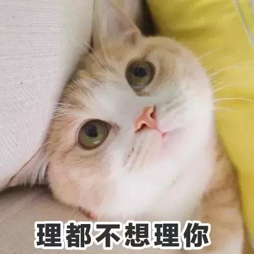 怎么养猫才会粘人 a27e3f598fcf429889079d214e1bf327.jpeg
