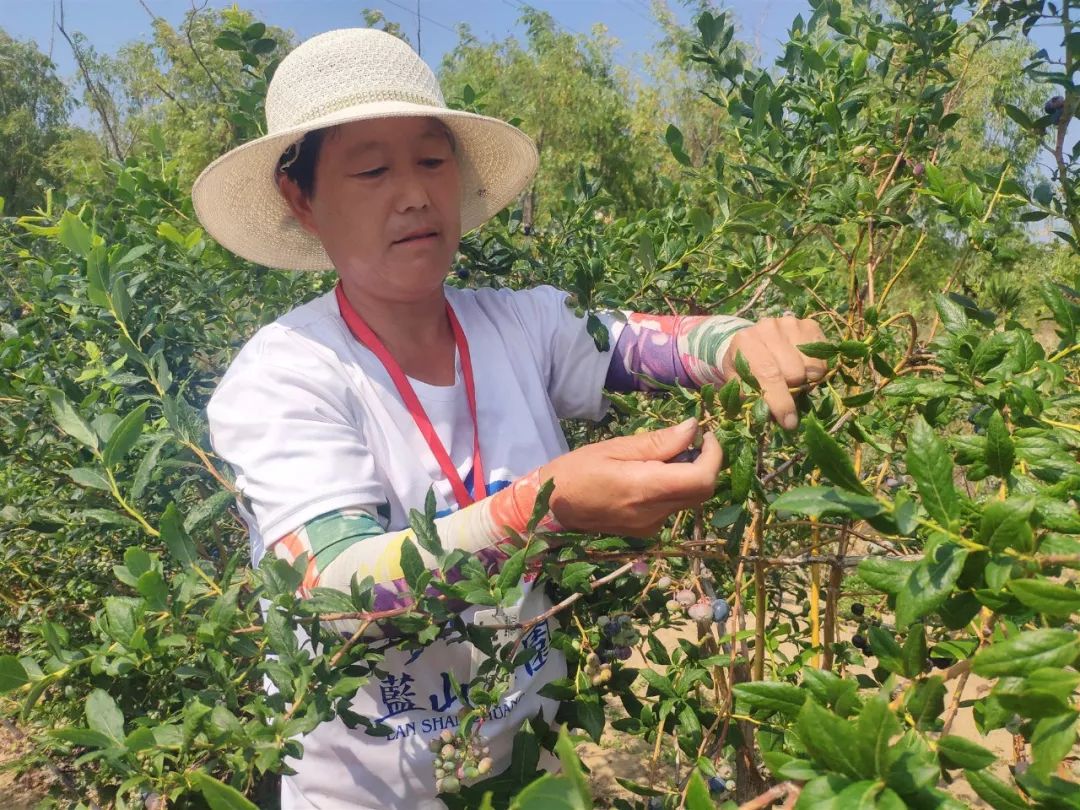 7月8日,一大早,乳山市白沙滩镇董格庄的北国蓝莓基地就开始热闹起来.