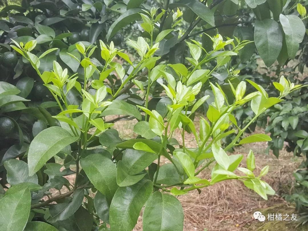 柑橘秋梢的重要 柑橘秋梢是来年结果优良母枝,也是主要结果母枝,可以
