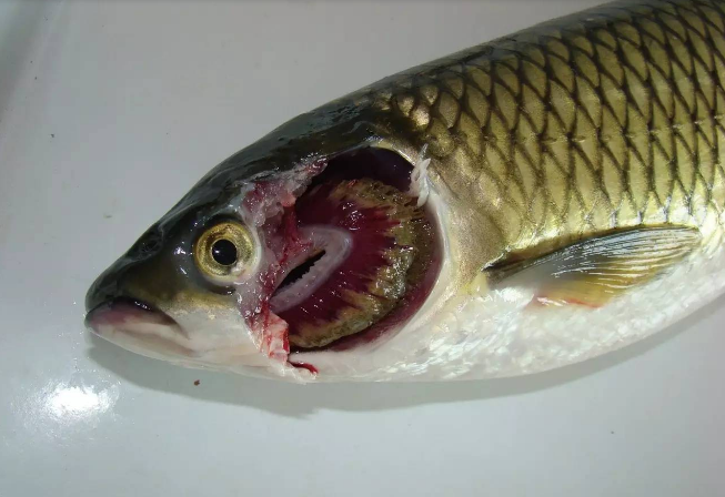收藏| 水产养殖中常见的15种鱼病防治方法详单,收好不