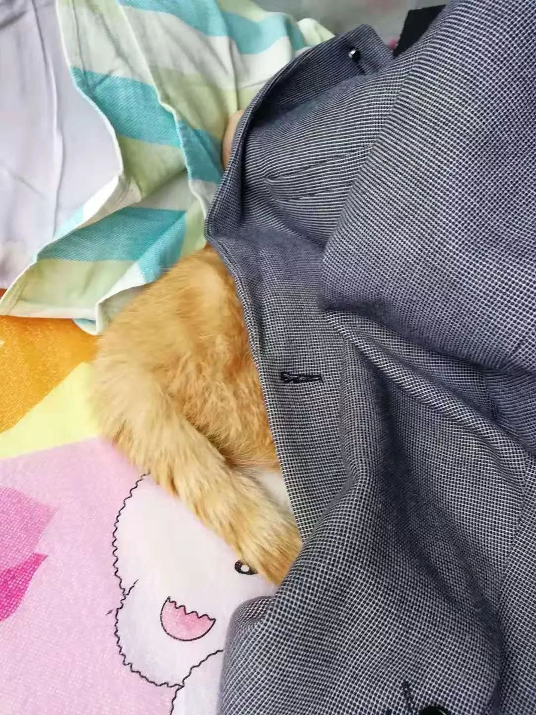 带猫回家后,我成了一个孤儿。