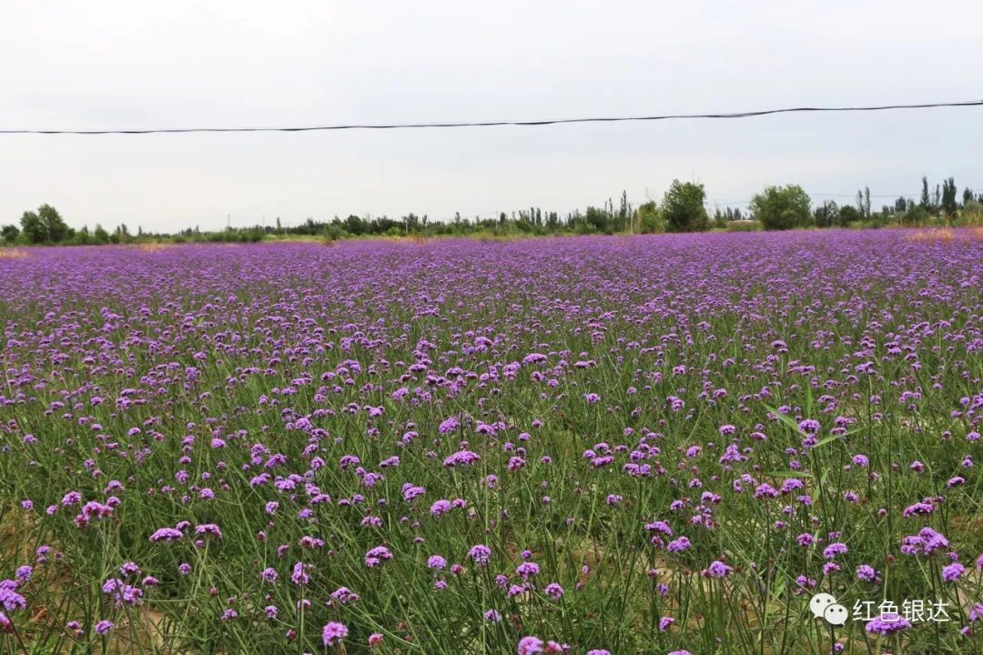 赏花地址:湿地景观大道魏家湾大桥以北银达镇佘新村二,三组马上就迎来