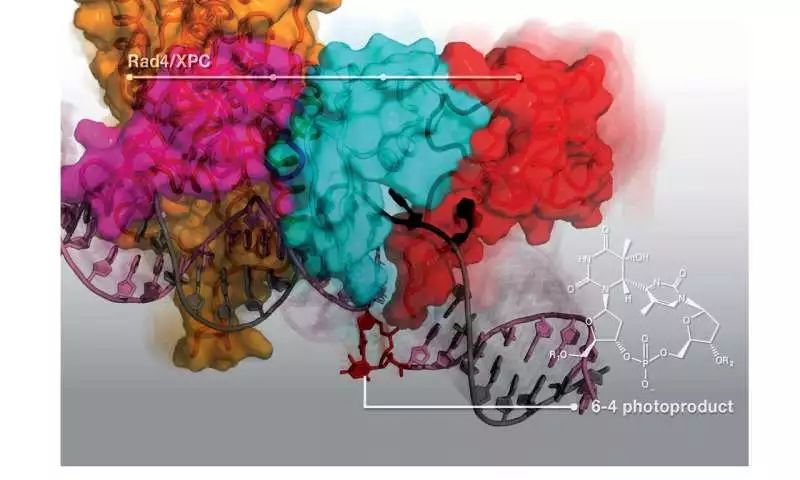 只知紫外线致癌这种dna损伤及修复背后的分子机制你可知 rad