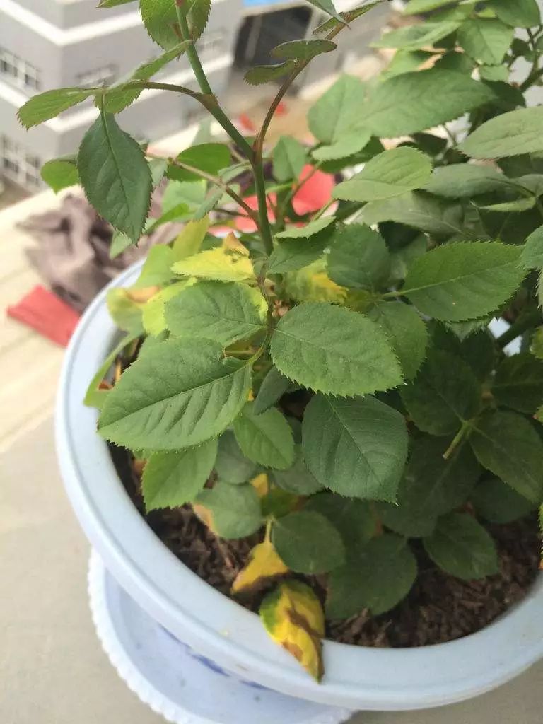夏季修剪玫瑰,不仅需要掌握修剪技法,还要懂得修剪时机!