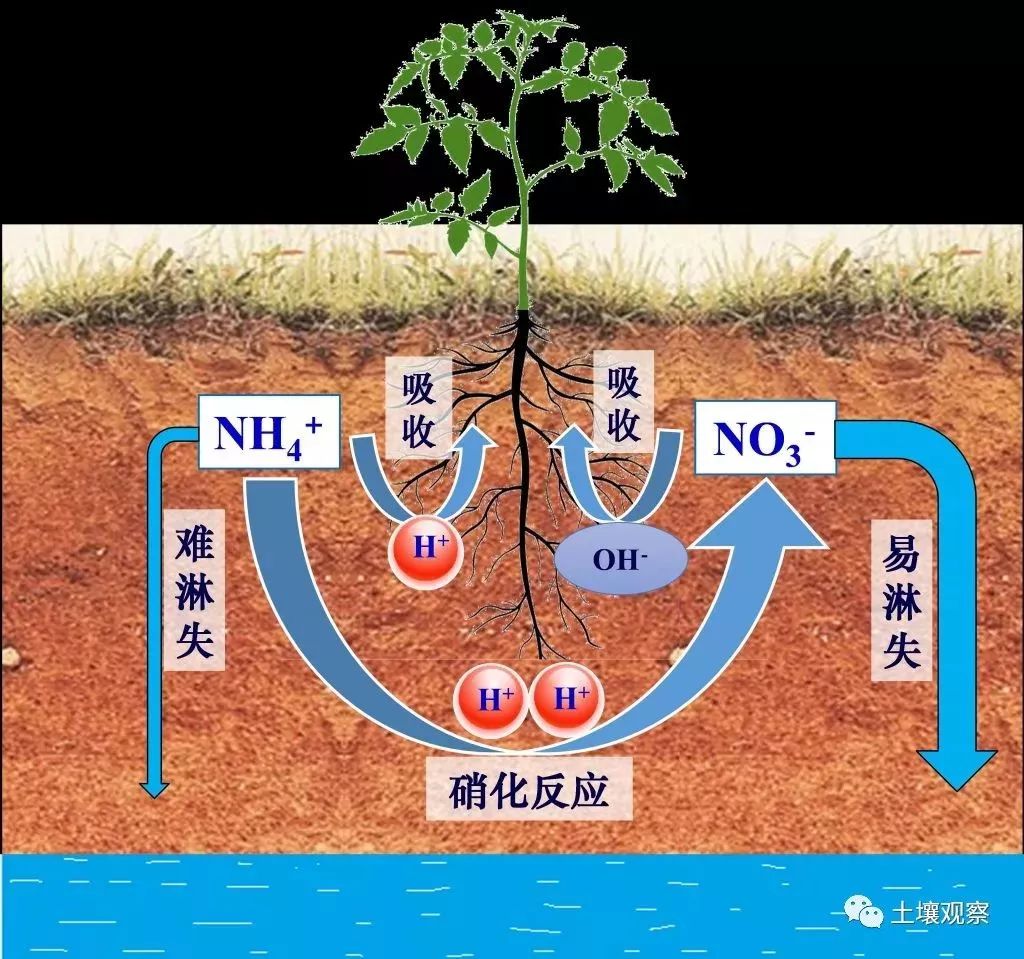 土壤酸化的几个冷知识