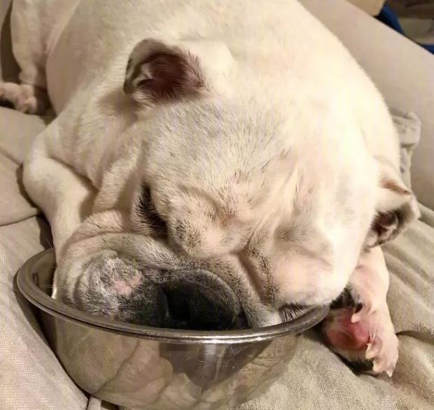 米饭加什么喂狗 e1c61c6ce8d64e97b5997f350002f8cc.jpeg