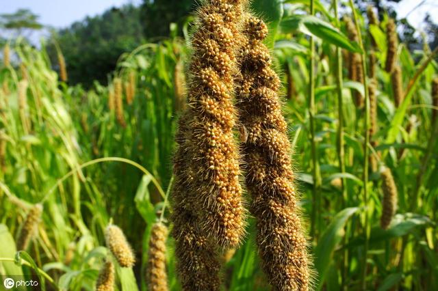 稻:禾本科的直杆的谷类作物,直白的一句话,就是我们吃的大米,以及