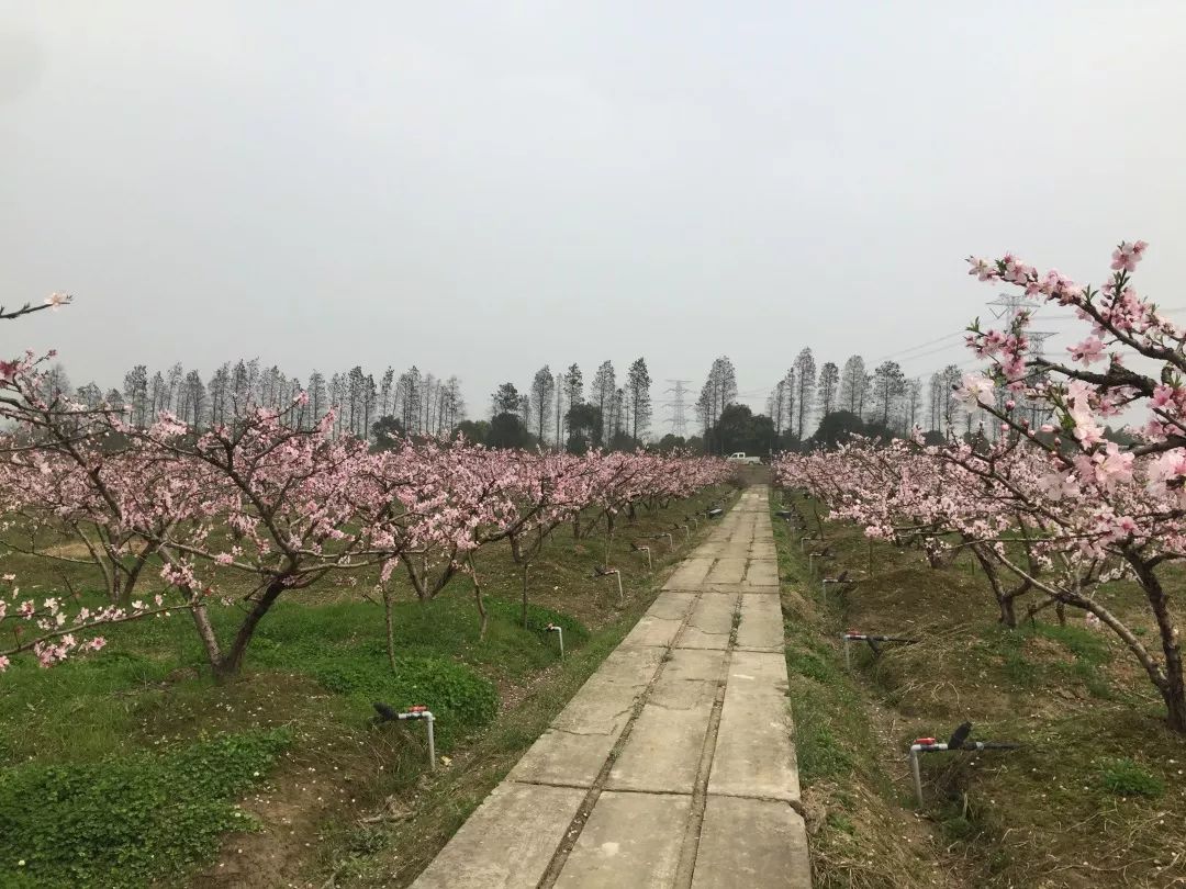 寻人启事丨桃源不在世外芬芳自在人间顺天农场果树认养计划开始啦