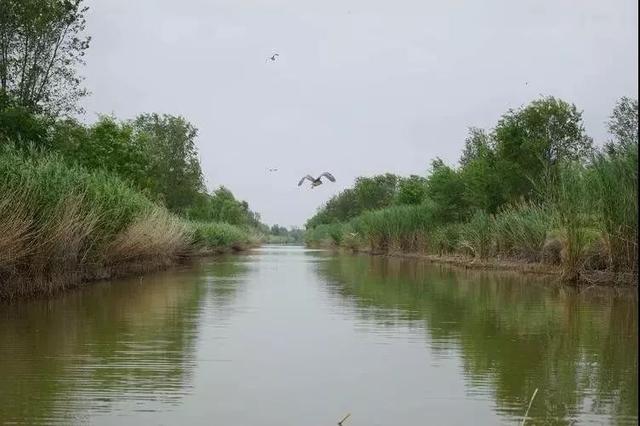 生态湿地天然氧吧盛夏时节的宜养神州马颊河两河湿地美景如画