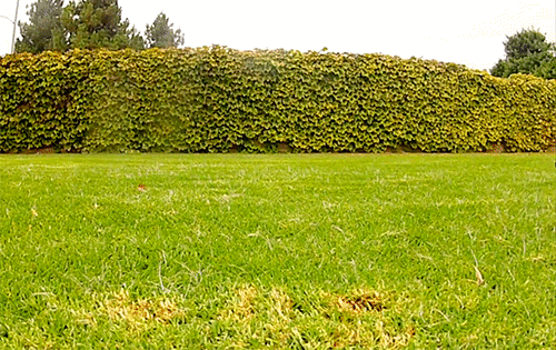 壁纸 成片种植 风景 植物 种植基地 桌面 500_315 gif 动态图 动