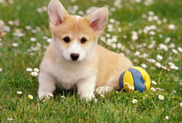 怎么养狗 12b6d878f52c43b2a6eae69c1d4a80a7.png