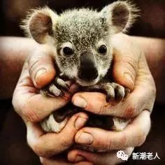 小鸭子猜成语_看图猜成语(2)