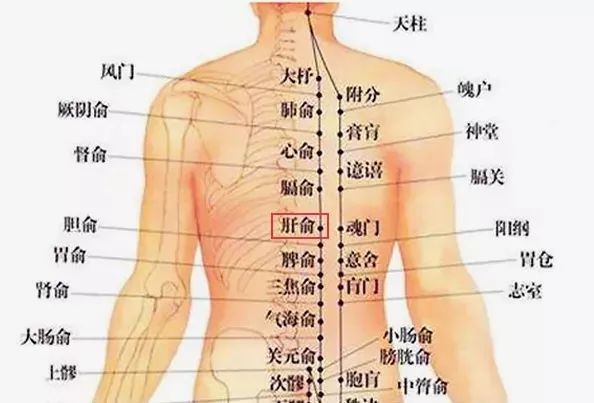 什么小肠成语_小肠疝气图片什么位置(4)