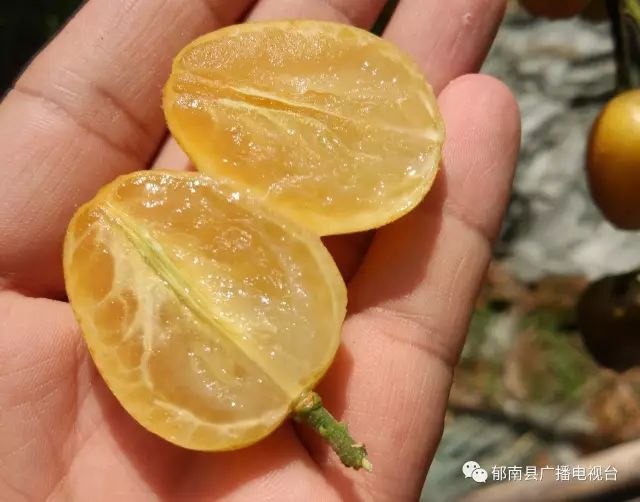 黄皮是哪个地方 1bd81d91b5f94526a869b4a1d02f7aa9.jpeg