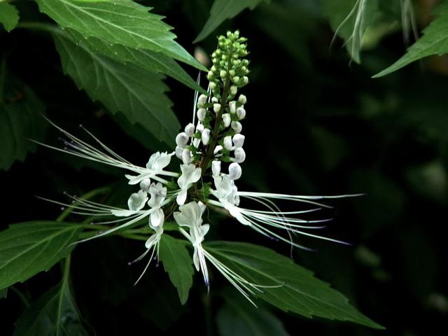 这花云南很常见,整株都是宝贝人称"猫须草",白花晒干能做茶包