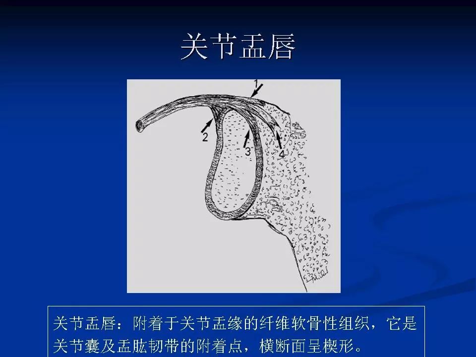 肩关节盂唇损伤的mri诊断影像天地