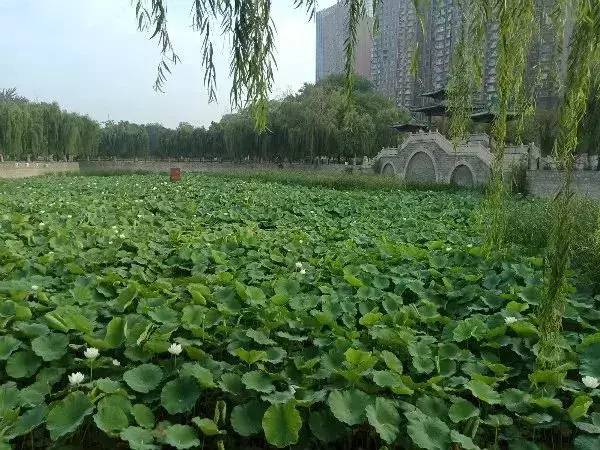 濮阳有这么多赏荷花的好地方快约吧